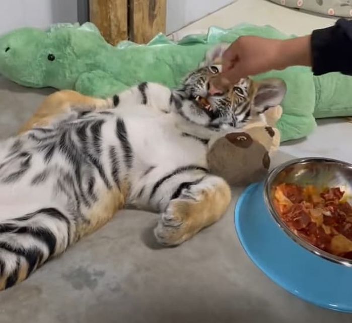 애니멀플래닛