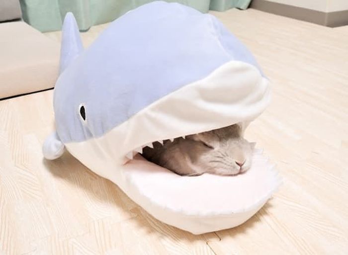 애니멀플래닛