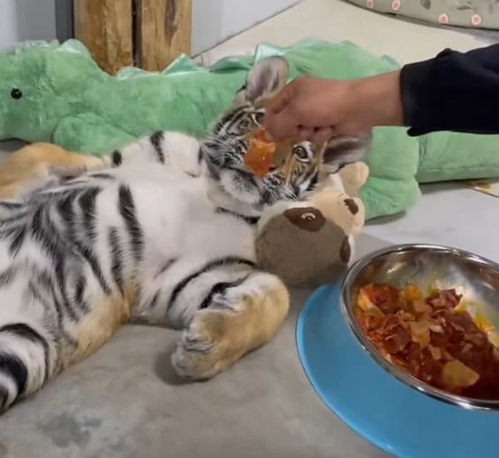 애니멀플래닛