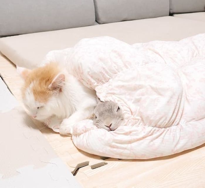 애니멀플래닛