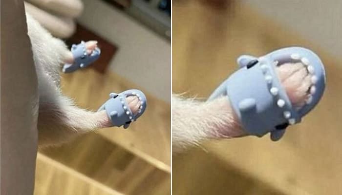 애니멀플래닛