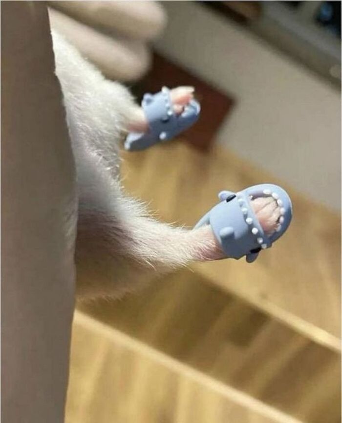 애니멀플래닛