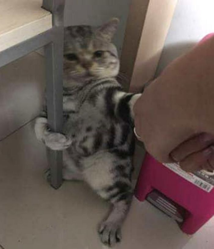 애니멀플래닛