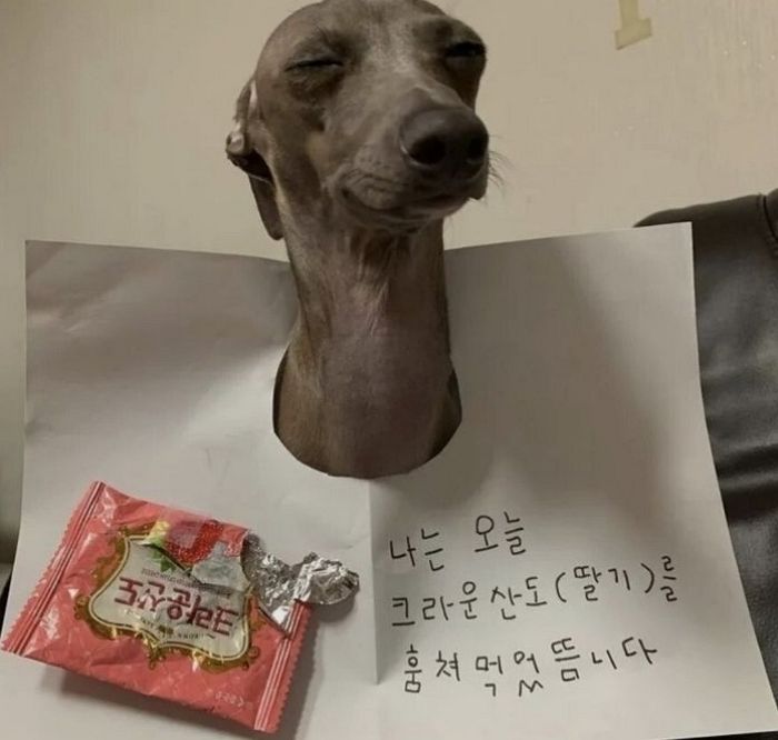 애니멀플래닛