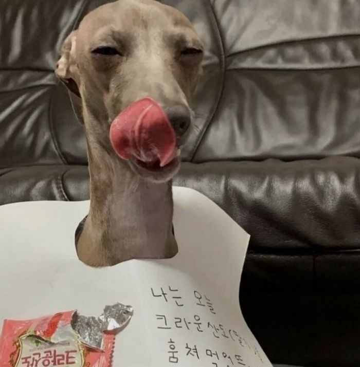 애니멀플래닛
