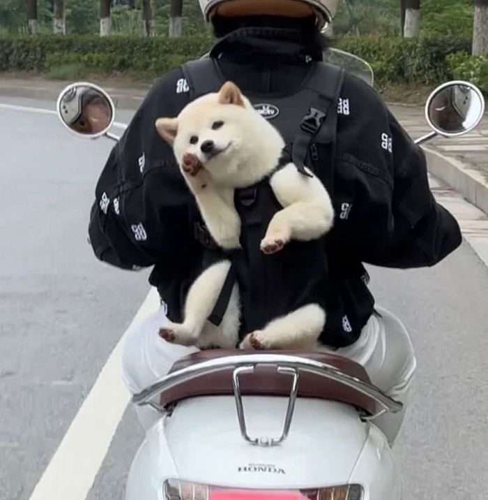 애니멀플래닛