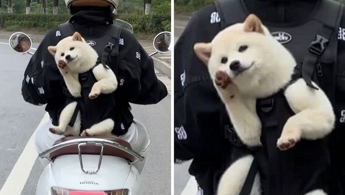 애니멀플래닛