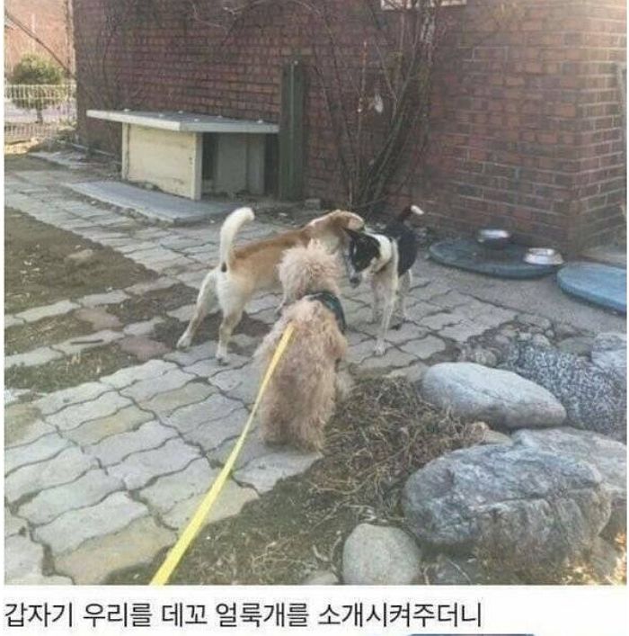 애니멀플래닛