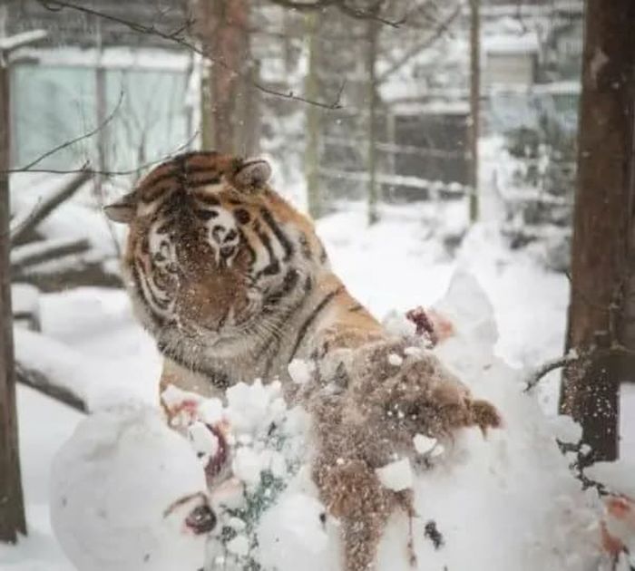 애니멀플래닛