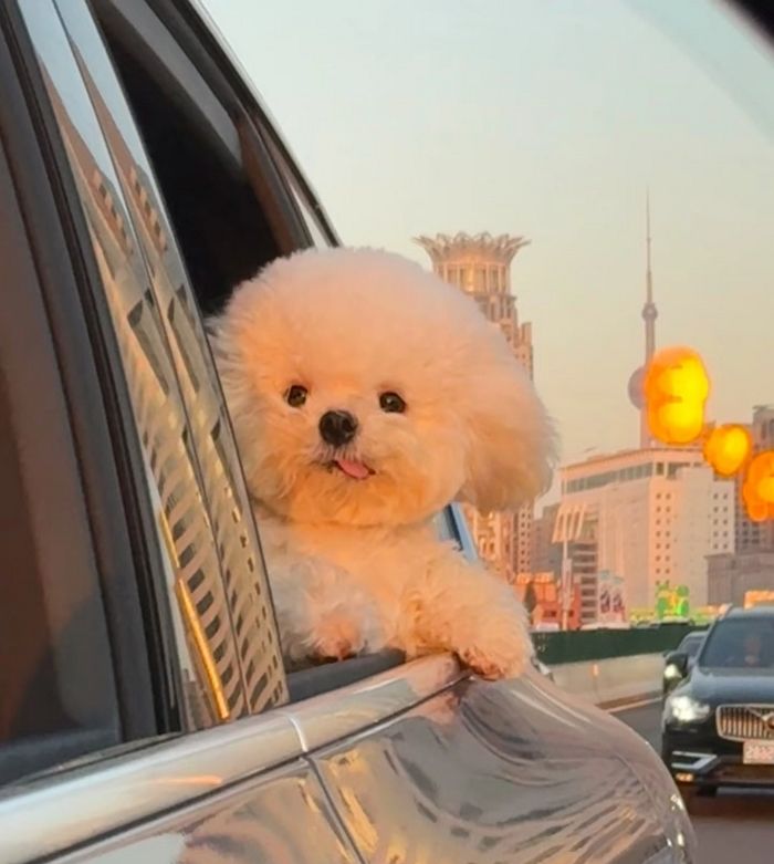 애니멀플래닛