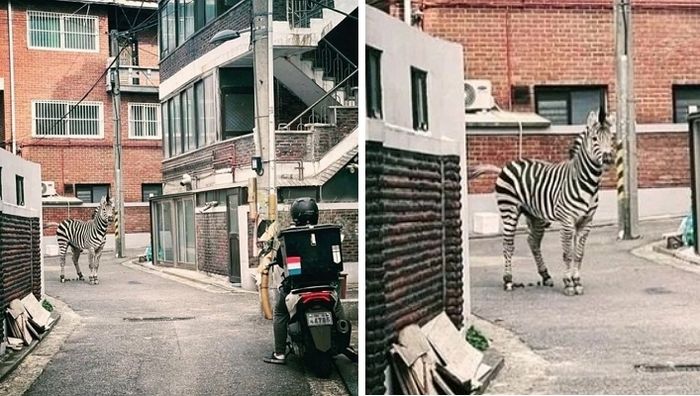 애니멀플래닛