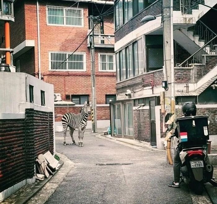 애니멀플래닛