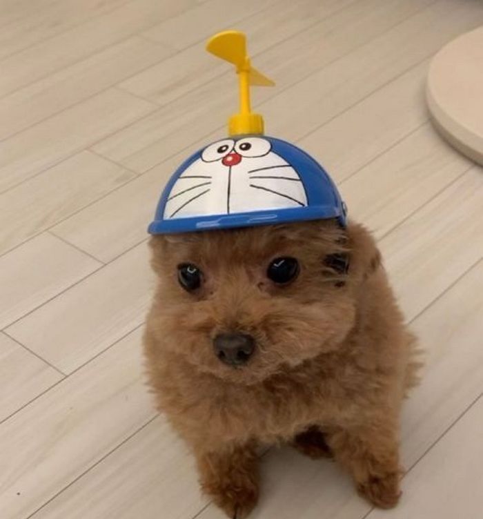 애니멀플래닛