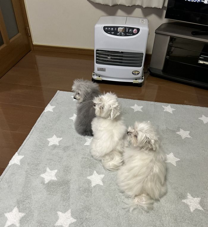 애니멀플래닛
