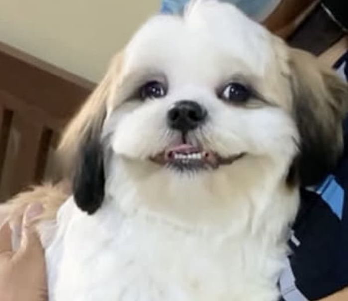 애니멀플래닛