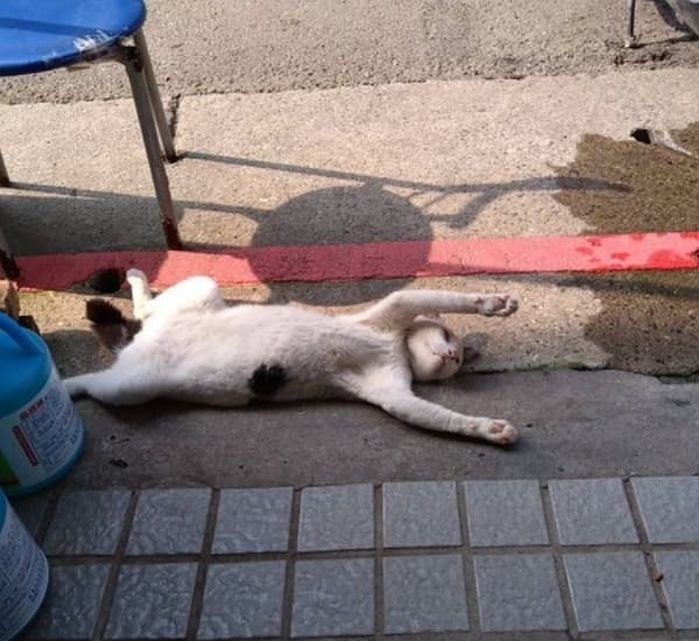애니멀플래닛