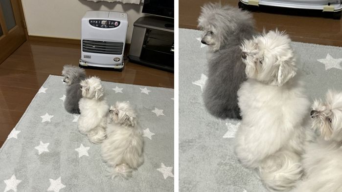 애니멀플래닛