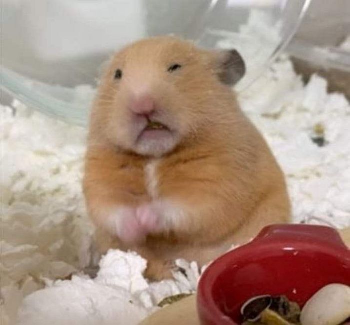 애니멀플래닛