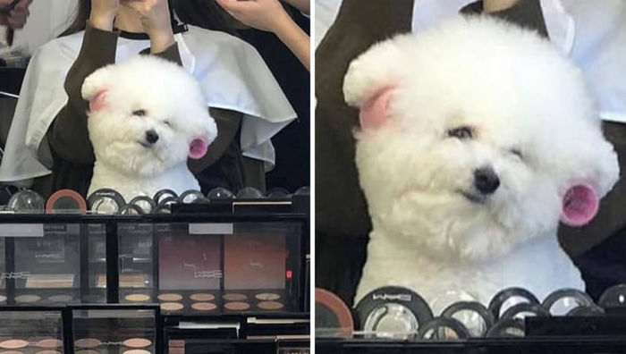 애니멀플래닛