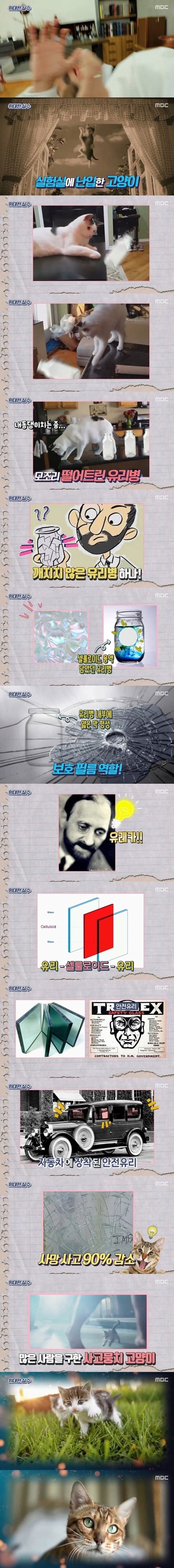 애니멀플래닛