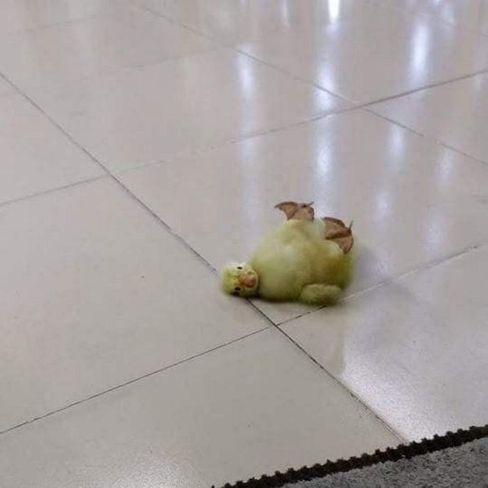 애니멀플래닛