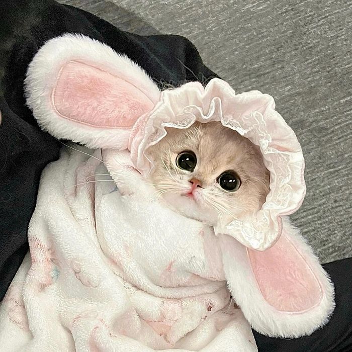 애니멀플래닛