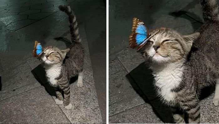 애니멀플래닛