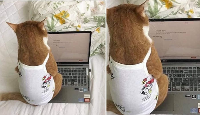 애니멀플래닛