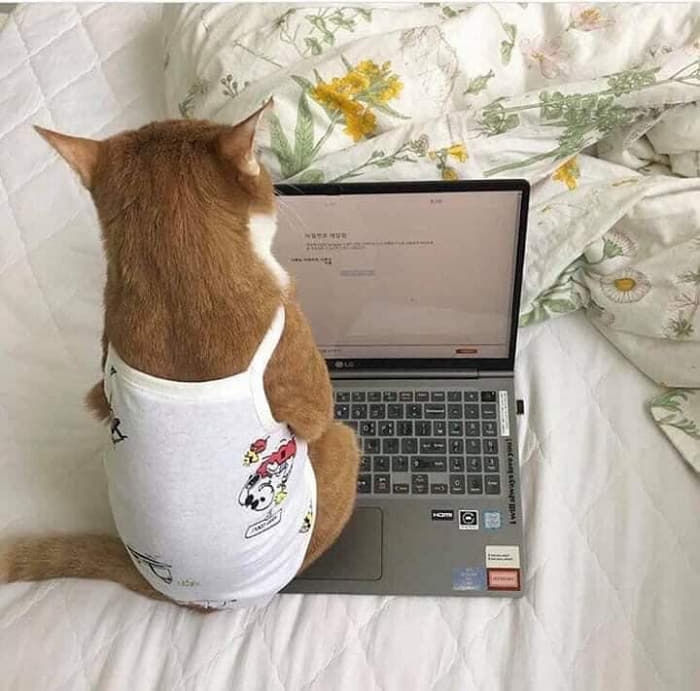 애니멀플래닛