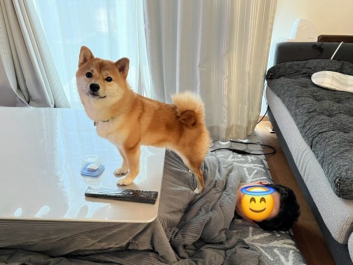 애니멀플래닛
