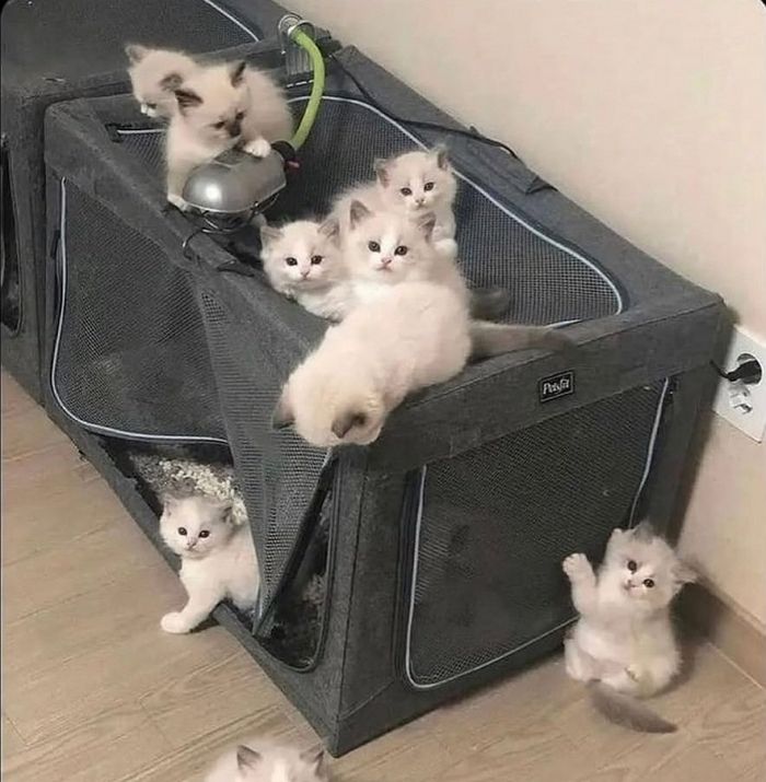 애니멀플래닛