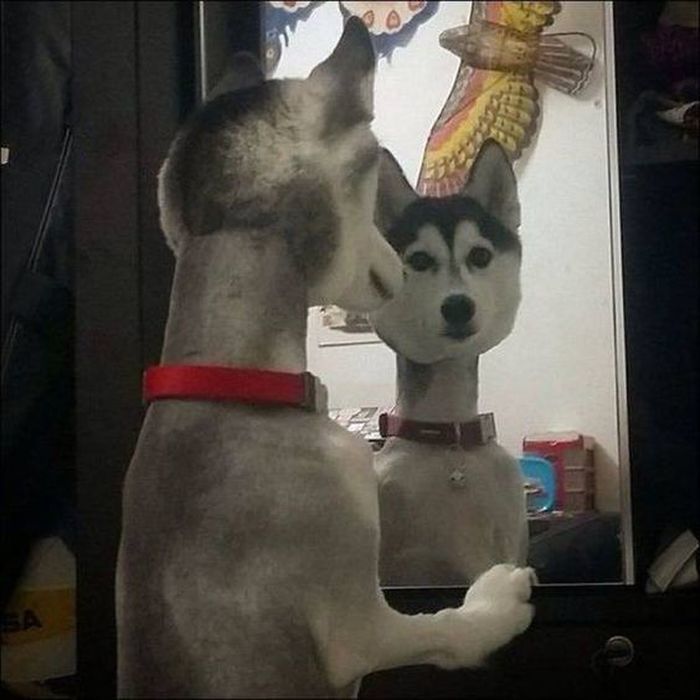 애니멀플래닛