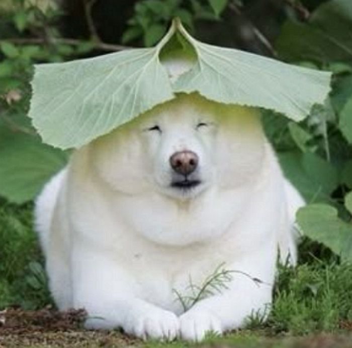애니멀플래닛