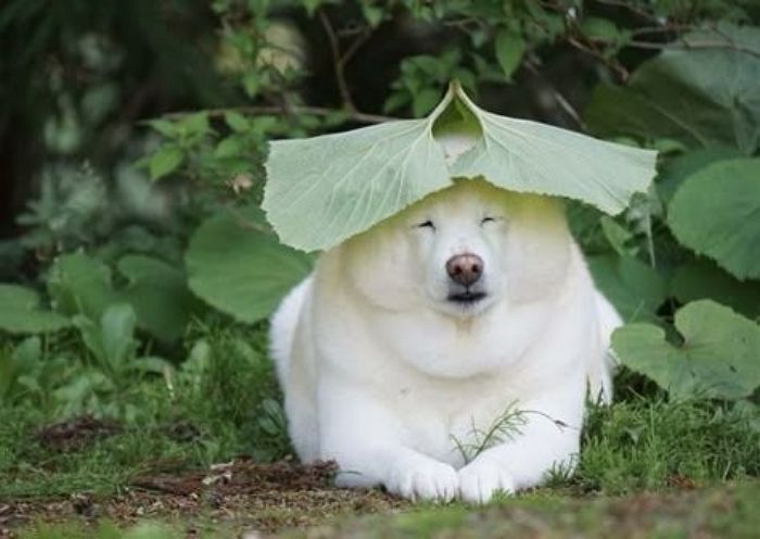 애니멀플래닛