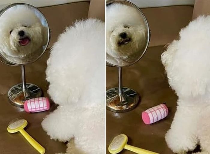애니멀플래닛