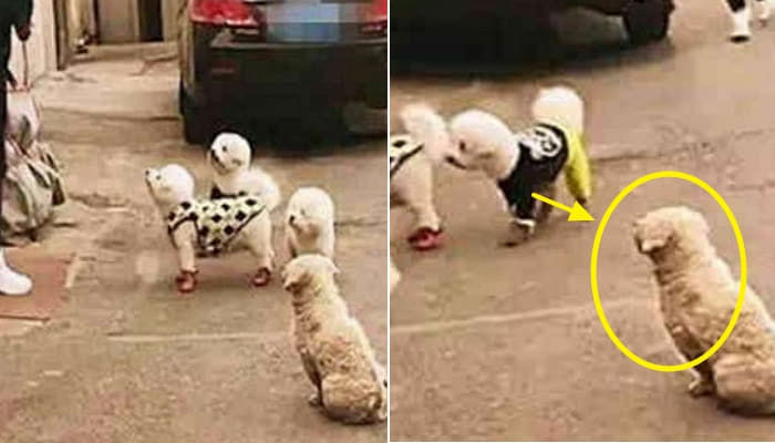 애니멀플래닛
