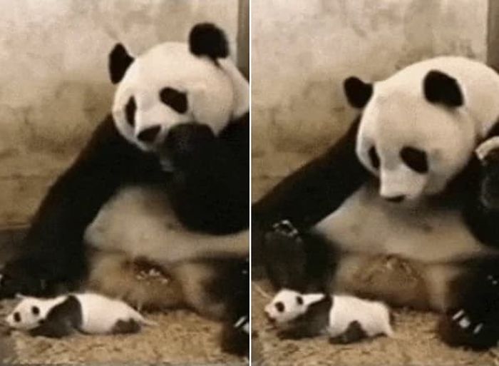 애니멀플래닛