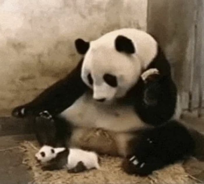 애니멀플래닛