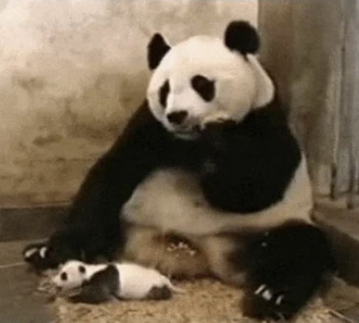 애니멀플래닛