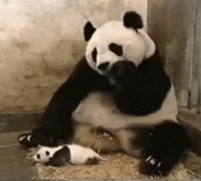 애니멀플래닛