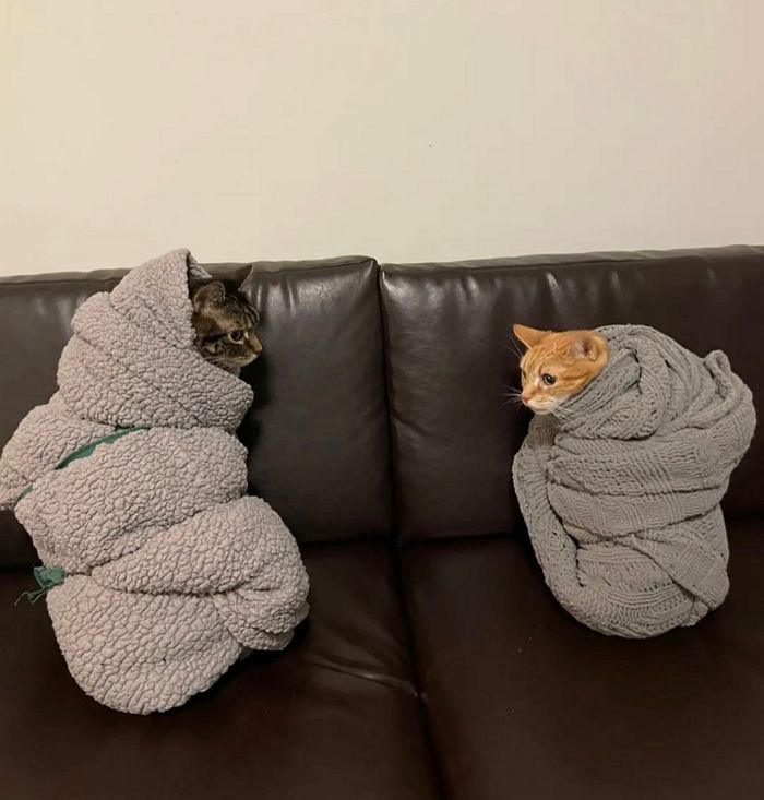 애니멀플래닛