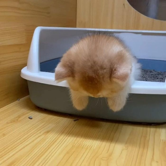 애니멀플래닛