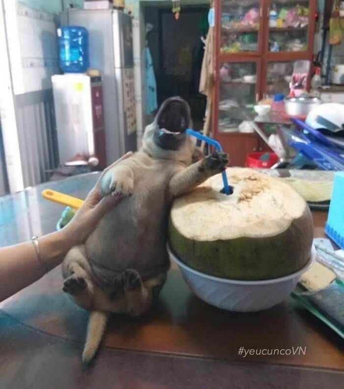 애니멀플래닛