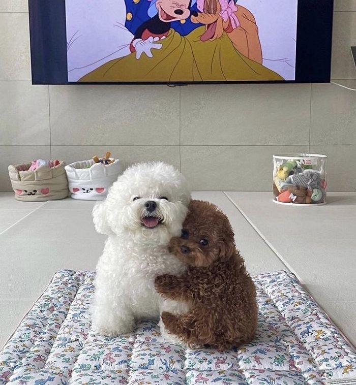 애니멀플래닛