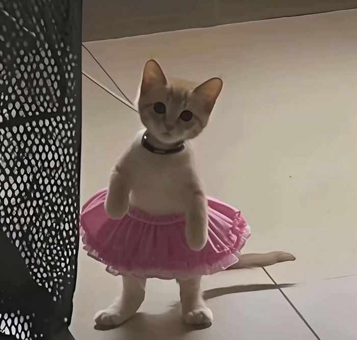 애니멀플래닛