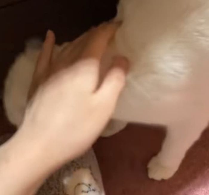 애니멀플래닛