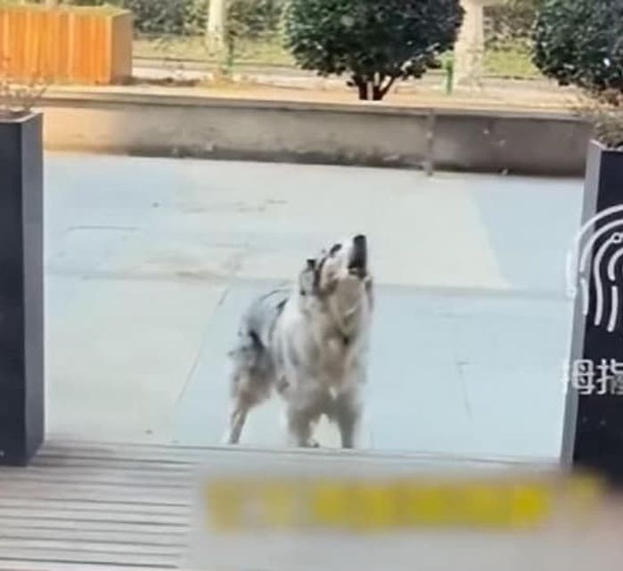 애니멀플래닛