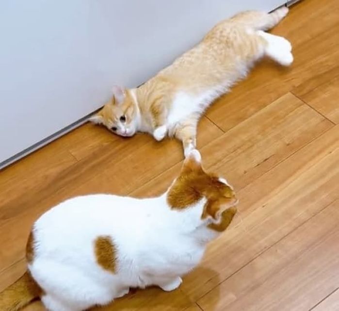 애니멀플래닛