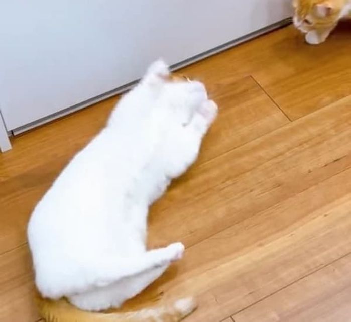 애니멀플래닛