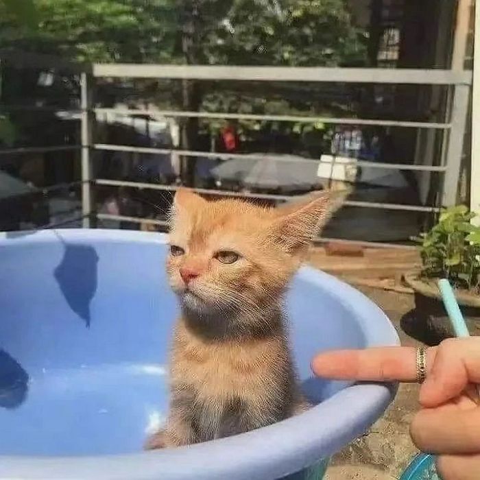 애니멀플래닛